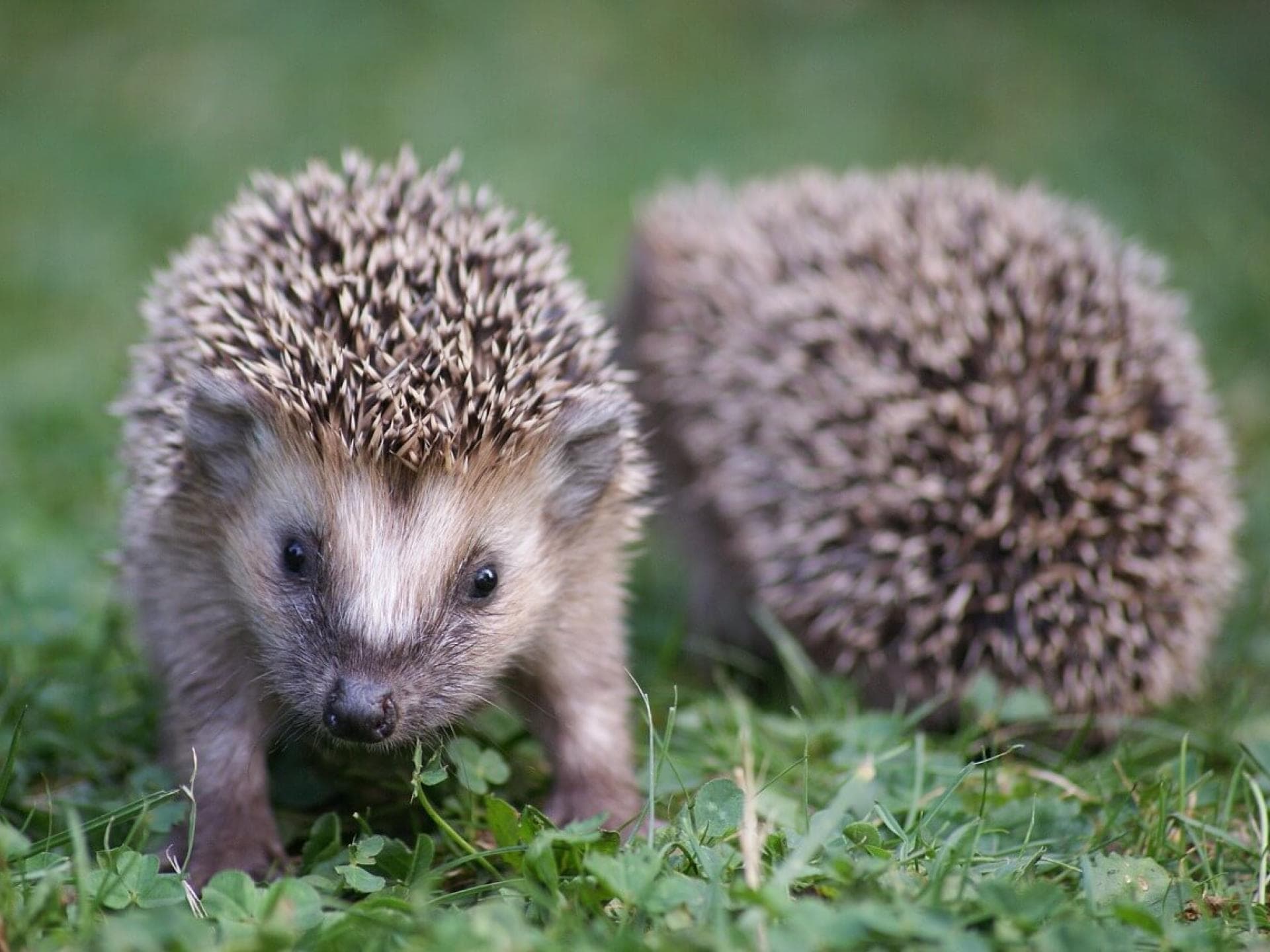 Gratis Grußkarten: süße Tierkinder-Motive versenden